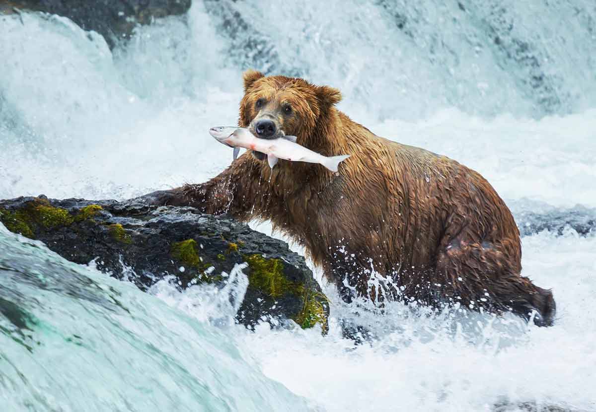 les animaux sauvages du canada